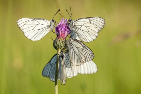 Several black-veined White