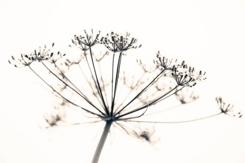 Flowering hogweed
