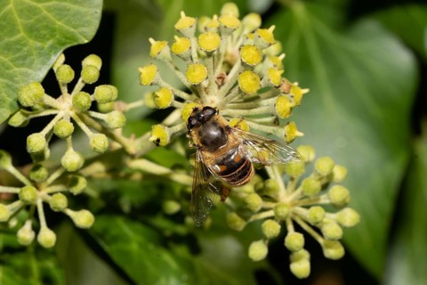 Mock bee wedgewing hoverfly sitting on green ivy fruits looking up