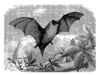 Common pipistrelle
