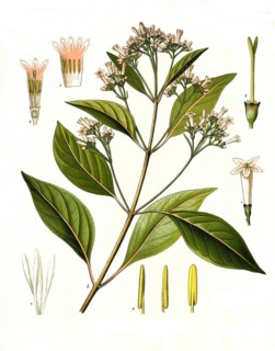 Medicinal plant