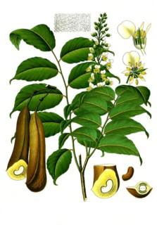 Medicinal plant