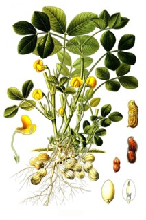 Medicinal plant