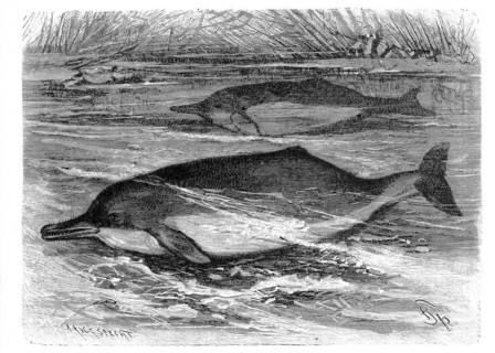 Inia amazonica