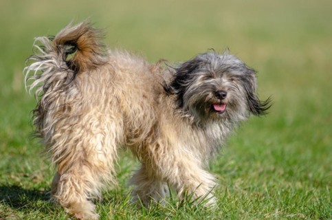 Pyrenean Shepherd Dog in meadow. Alsace