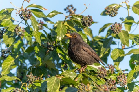 Common Blackbird