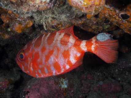 Bigeye glasseye snapper