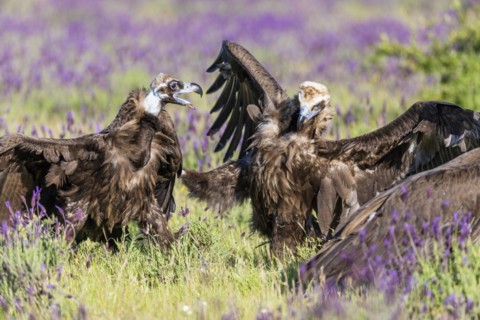 Cinereous vulture