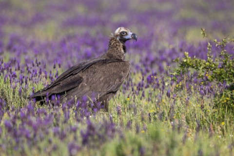 Cinereous vulture
