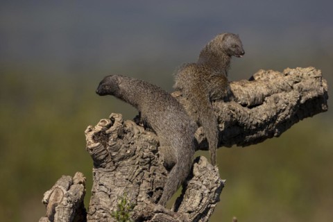 Egyptian mongoose