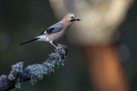 Eurasian jay
