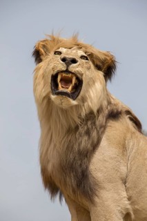 Head of stuffed lion with mouth open in view