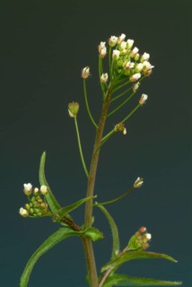 Shepherd's purse