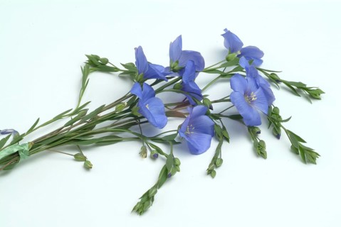 Medicinal plant Linseed
