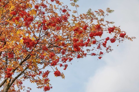 European rowan