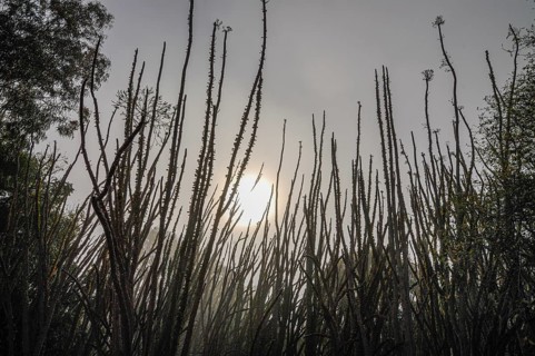 Spiny forest in backlight