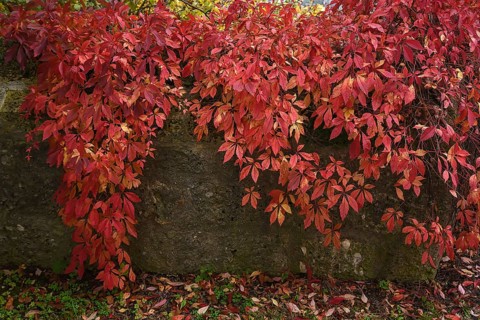 Autumnal