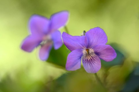 Heath dog-violet