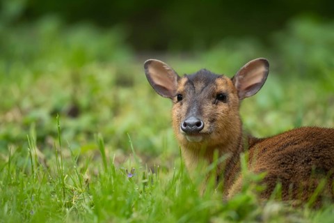 Muntjac
