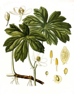 Medicinal plant