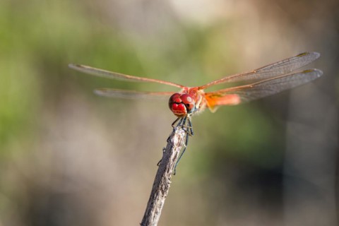 Red Veined Darter