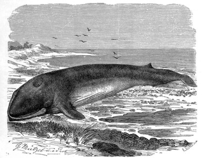 Fin whale