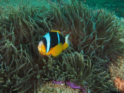 Allards clownfish