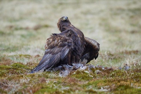 Golden eagle