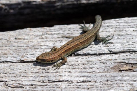 Viviparous lizard