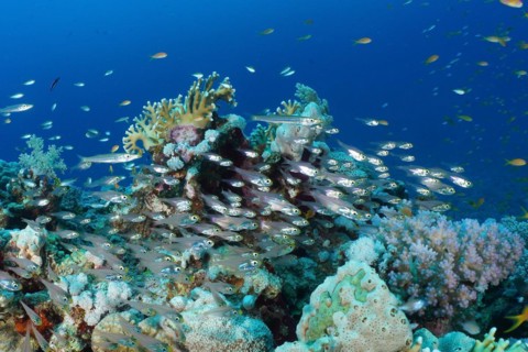 Shoal