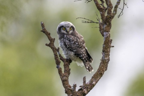 Northern hawk owl