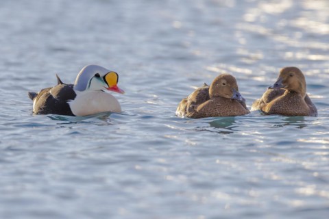 King Eider