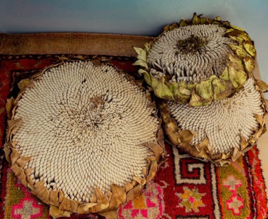 Sunflower head full with ripe sunflower seeds