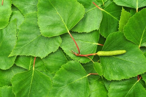 Medicinal plant Birch