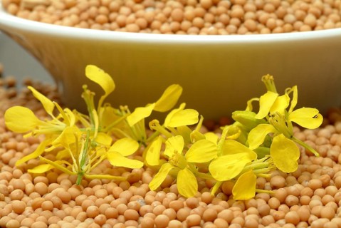 Medicinal plant White mustard