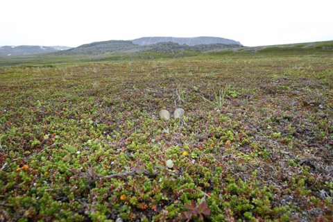 Arctic skua