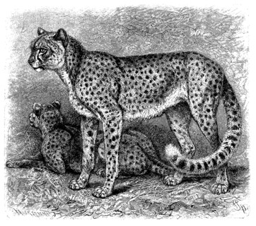 Cheetah