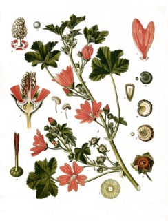 Medicinal plant
