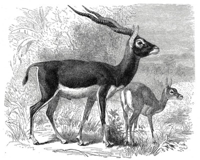 Blackbuck