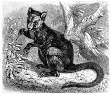 Ursine tree-kangaroo