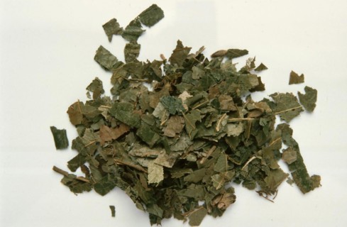 Dried witch hazel leaves virginiana