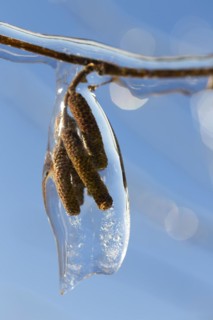 Common hazel