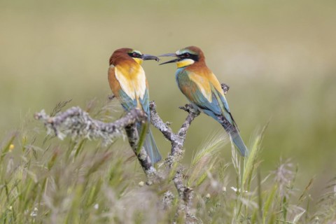 European bee-eater