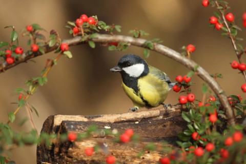 Great tit