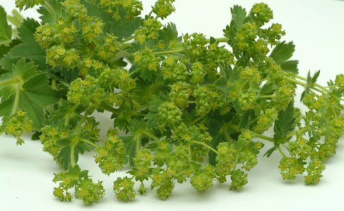 Medicinal plant lady's mantle