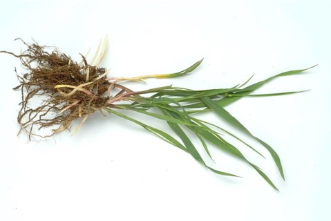 Medicinal plant couch grass