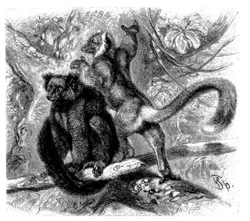Black lemur