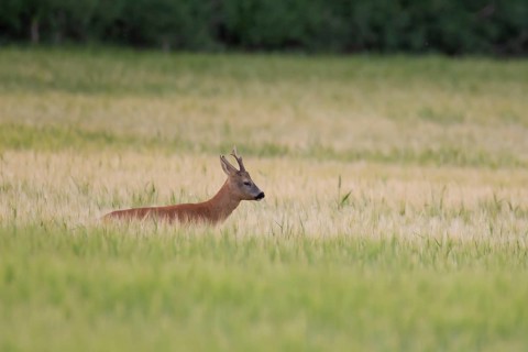 Roe deer
