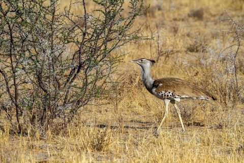 Kori Bustard