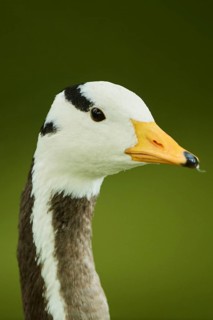 Bar-headed goose